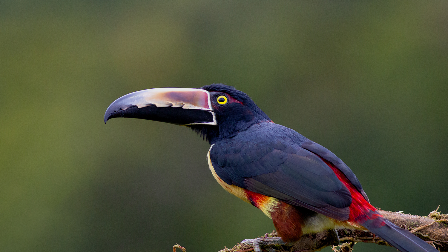 Collared Aracari